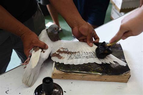 Philippine Homing Pigeon .